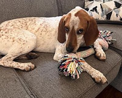 Cypress - Redbone Coonhound Female Dog for Adoption