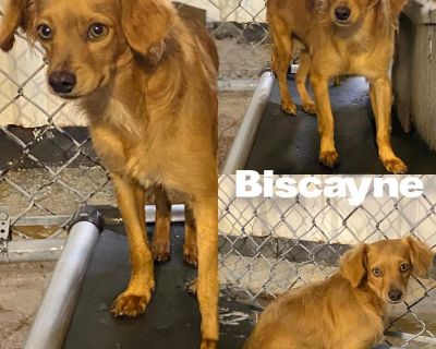 Meet Biscayne! He is a chiweenie around 2 years old. He weighs around 15-20 lbs. He is very scared and acts tough. He is going to take sometime to gain trust of people. He has let us pet him and slowly pick him up. This whole group is terrified of leashes but are slowly getting used to harnesses. This group of chiweenies lived with one senior lady that wasn't able to bend down to let them. We a...