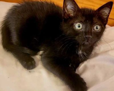 THIS CAT LOVES DOGS! Cat dog junior is an adorable little cat that was rescued from a colony that we have done some TNR work at.. Good with kids Good with dogs Good with cats Shots current Spayed / Neutered Housetrained. Breed Domestic Shorthair Color Black & White or Tuxedo Age 2 years 7 months old, Adult Sex Male Pet ID ps_26569296 Hair Length short