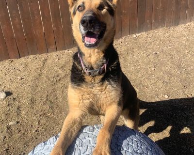 Declan - German Shepherd Dog Male Dog for Adoption