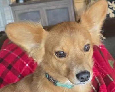 WE ARE A TX-BASED RESCUE. THIS DOG IS CURRENTLY LOCATED IN TX AND WILL BE TRANSPORTED UPON ADOPTION. Please fill out an adoption application at haydudeequine.org Meet Churro The 14-Pound Party Snack Who Comes with Built-In Joy! If you ve ever wished happiness came in a small, wiggly, cinnamon-swirled package wish granted! Churro is a 2-year-old, 14-pound bundle of social butterfly energy who be...