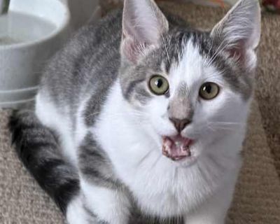 Meet Macaroni (Mac for short)! Foster location: Prior Lake, MN This sweet, handsome, and lively little guy is about 3 months old and full of personality. The biggest of his litter, Mac proudly takes on the role of protector and instigator always ready to wrestle, chase, and pounce with his siblings Penne, Ziti, and Fettuccini. He s a curious, confident kitten who loves to explore, climb, and pl...