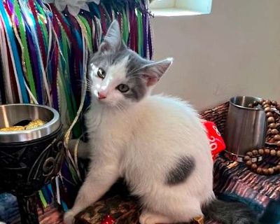 Scanlan - Domestic Mediumhair Male Cat for Adoption