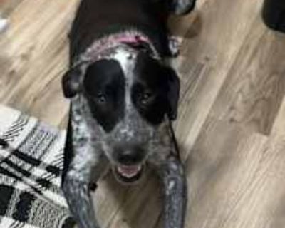 Ruby - Australian Cattle Dog/Pointer Mix Female Dog for Adoption