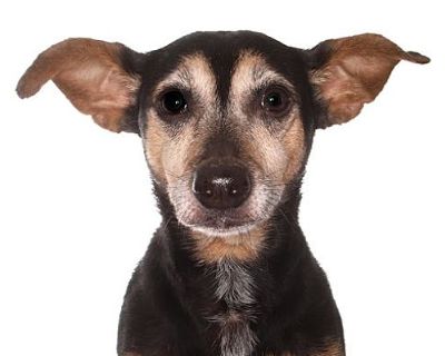 Candy - Miniature Pinscher/Dachshund Mix Female Dog for Adoption