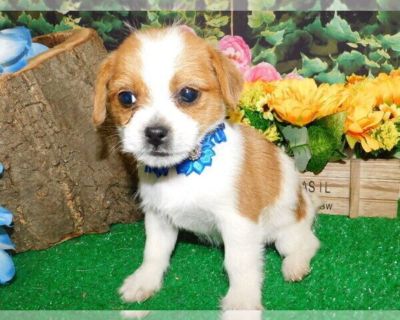 Call Susan: 773-327-2050*^*  "AFFORDABLE PRICES*        .......Website:  www.letspetpuppies.net.  ALSO: Facebook  & YOUTUBE...HugApup.....^~^Credit Cards Welcome^~^ Hug A Pup 6931 Calumet Av. Hammond, In 46324........... CALL: Susan. 773- 327- 2050. *^*Shots/Worming UTD.*^* FREE I D Chip*^**FREE VET Visit*^*.  Family raised with CHILDREN!!!