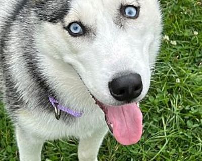 Kya - Siberian Husky Female Dog for Adoption