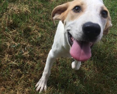 Fat albert - Mixed Breed Male Puppy for Adoption