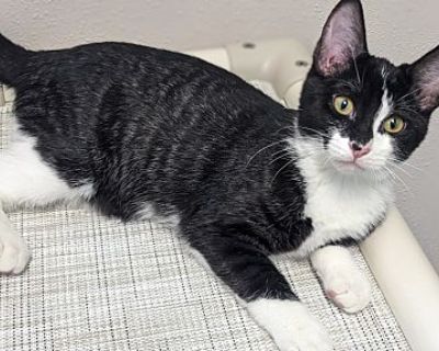 Ashley - Domestic Shorthair Female Cat for Adoption