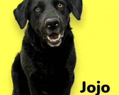 Jojo - Black Labrador Retriever Female Dog for Adoption