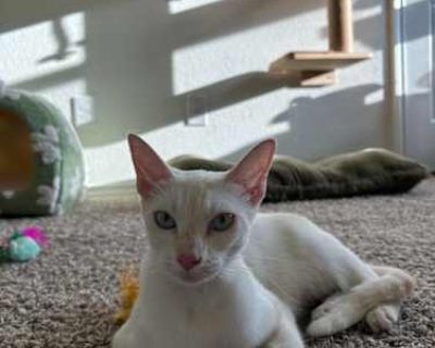Meet Elsa! She s a gorgeous 1 year old siamese flamepoint mix cat with the lightest, biggest blue eyes. She s reserved at first, but pets and churus are the way to her heart. She s a very affectionate girl who loves pets and window gazing. She is now available for preadoptions and should be able to go home 11/29.. Purebred Shots current Spayed / Neutered. Breed Siamese Color Age Young Sex Femal...
