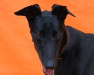 Cosmologist - Greyhound Male Dog for Adoption