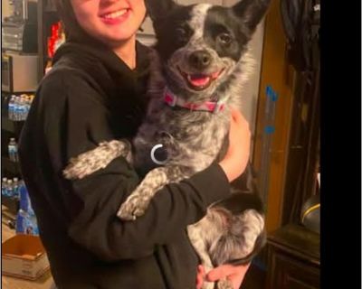 Missy - Female Puppy Chihuahua / Catahoula for Adoption