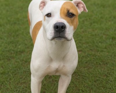 Meet Goody, a young hound-lab mix puppy with a heart full of sunshine and a tail that never stops wagging! This playful girl absolutely loves romping around with her dog friends and is always ready for a good game of chase or a backyard adventure. Goody is smart and eager to please -- she walks beautifully on a leash and rides like a pro in the car, making her the perfect companion for all your...