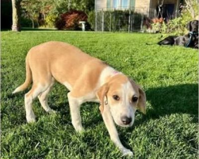 Name: Winifried Age: 3.5 months (7.4.25) Breed: Terrier/Shep Gender: female Weight: 20 Good with kids: yes Good with dogs: yes Good with cats: not fostered with Current on vaccinations: yes Fixed: yes Adoption also includes Certified Vet Inspection, and Prior vetting paperwork. Foster location: Appleton Application & Website: %81|https://www.ourpackanimalrescue.com/adoption.html %81 Meet Winifr...