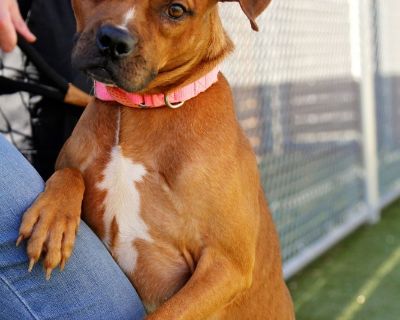 Johnny - Boxer Mix Male Dog for Adoption