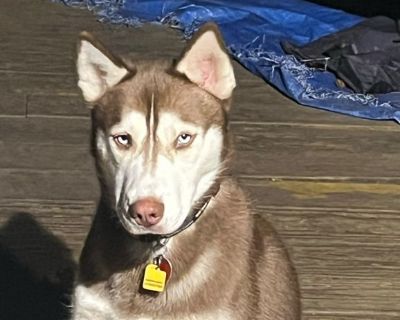 Rusty The Siberian Husky