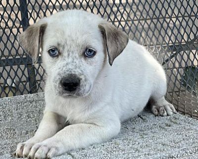 Laverne - Labrador Retriever/Blue Heeler Mix Female Puppy for Adoption