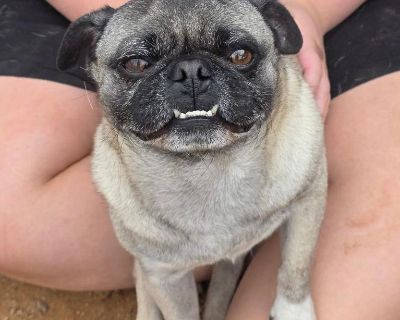 Adopt Garson the Pug - Your New Best Friend! Hello there! My name is Garson, and I'm a pug with a big personality packed into a small, wrinkly body. I may look like a little gentleman with my curly tail and soulful eyes, but don't let my size fool you-I've got a heart as wide as the desert sky. Now, let me tell you my story. On my paperwork, they've got me listed as being 2 years old, but betwe...