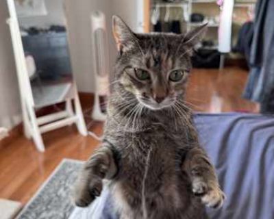 Meet Tillie The Playful Sweetheart Rescued alongside her brother Cricket and momma Miss Millie, Tillie is the most energetic of the bunch! This spirited girl loves to play whether she s chasing a string toy, darting after a laser pointer, or zooming through the house with her favorite spring toy. Tillie also adores attention and pets. If you happen to get distracted and stop petting her too soo...