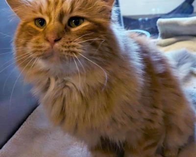 Lil'' Bit - Domestic Medium Hair Mix Male Cat for Adoption