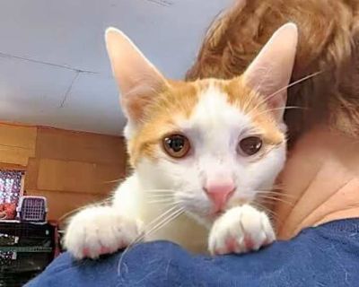 Cheddar - Domestic Shorthair Male Kitten for Adoption