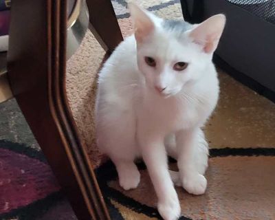 Pete - Domestic Shorthair Male Kitten for Adoption