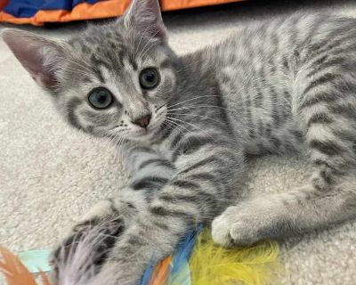 Nora - Domestic Shorthair Female Kitten for Adoption