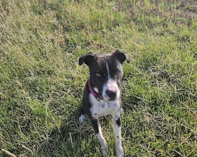 Tilly - Terrier (Unknown Type, Medium)/Boxer Mix Female Dog for Adoption