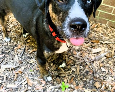 Jim - Catahoula Leopard Dog & German Shorthaired Pointer Mix Male Dog for Adoption