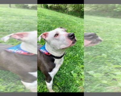 Adult * Location New York, NY, 10028 USA USA *. Dog Breed: American Pit Bull Terrier / Mixed (short coat). This stunning boy is Justus, a Pit mix born in 2015, who came into rescue from Texas - found chained, with no fur, eyes filled with mucus, skin raging from infection from neglect and abuse, unable to use his back legs and left on a blanket to die. An MRI determined that blunt force trauma ...