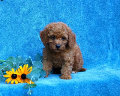 Waylon - 12 Weeks Male Toy Poodle Puppy for Sale