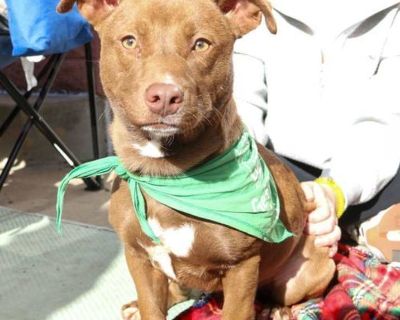 Young. Brown/chocolate - with white. Please contact Emma Ohlsson ( [email protected] ) for more information about this pet. Pocket friend with the cutest smile! DOO NEEDS A FOREVER HOME!!!! Name: Doo Best Guess for Breed: Dachshund/terrier mix Best Guess for Age: 1 year as of 10/02/2025 SEX: Male Approximate Weight: 27 lbs as of 10/02/2025 Gets Along With: Other dogs! We haven't seen them with ...