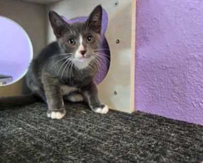 Greyson - Domestic Shorthair Male Cat for Adoption