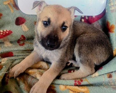 Meet Svetlana! This sweet little girl is just 1 month old, a German Shepherd mix weighing only 2.5 lbs but she is full of love and personality already! Svetlana s mom was rescued as a stray, and soon after, we found out she was pregnant. Now that Svetlana and her 7 siblings are growing healthy and strong, they re ready to find their forever home! Give Svetlana the forever home she deserves ,a p...