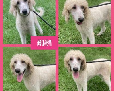 GiGi - Goldendoodle Female Dog for Adoption