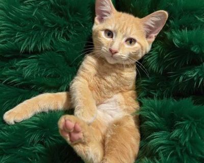 Child. Tan or fawn tabby. Hair: short. Microchipped. You can fill out an adoption application online on our official website. Meet Sorbet a rare gem and a true beauty! Female orange tabbies don t come along very often, and this sweet girl is as special on the inside as she is on the outside. Born outside with her siblings, Sorbet had a tough start in life, but those difficult days are behind he...