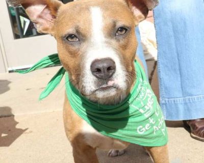 Eloise - Labrador Retriever Female Puppy for Adoption