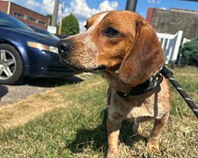 Alfie - Beagle Male Dog for Adoption