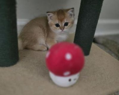 Raven - Scottish Straight Male Kitten For Sale