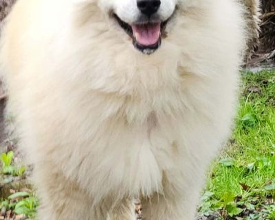 Bear Kendall - Husky & Pomeranian Mix Male Dog for Adoption