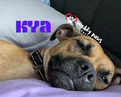 Kya - Beagle/Pug Mix Female Dog for Adoption