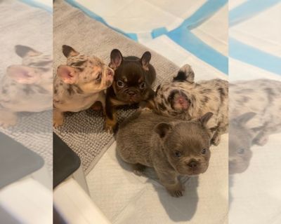 Litter of 3 - French Bulldog Male Puppy for Sale