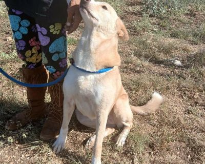 MISS FAITH > Bleeding Heart Society - Basenji Mix Female Dog for Adoption