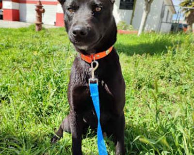Bailey - German Shepherd Dog/Labrador Retriever Mix Female Dog for Adoption