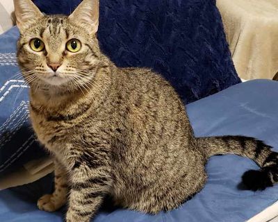 Jade 3 - Domestic Shorthair Female Cat for Adoption