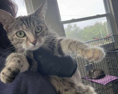 Mary - Domestic Short Hair Female Cat for Adoption