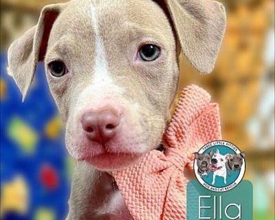 Ella Fitzgerald Jazz - Staffordshire Bull Terrier Female Puppy for Adoption