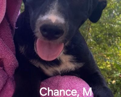 Chance - Black Labrador Retriever Mix Male Puppy for Adoption