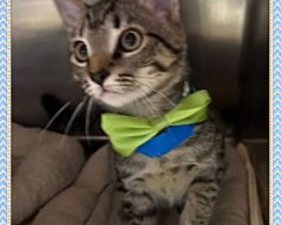 Sixer - Domestic Shorthair Male Kitten for Adoption